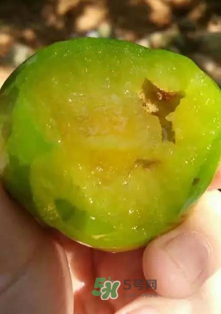 奈李是什么水果？奈李為什么會空心