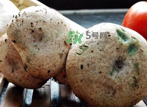 松乳菇真的好吃嗎？松乳菇哪里能吃到