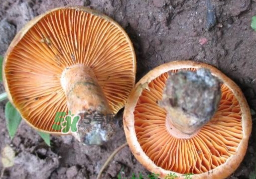 松乳菇真的好吃嗎？松乳菇哪里能吃到