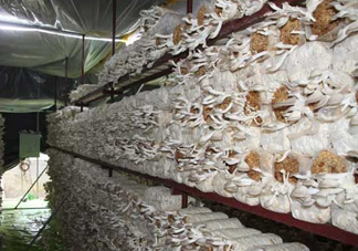 秀珍菇什么品種好？一萬袋秀珍菇要多少成本