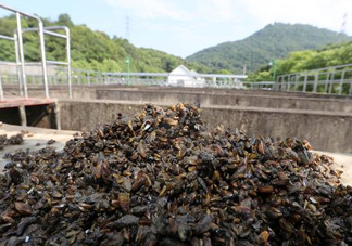 海瓜子多少錢一斤？西湖撈起的海瓜子能吃嗎