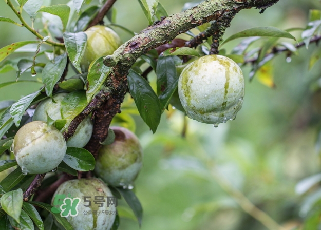 奈李可以和葡萄一起吃嗎？奈李能和葡萄同吃嗎