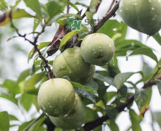 奈李可以和葡萄一起吃嗎？奈李能和葡萄同吃嗎