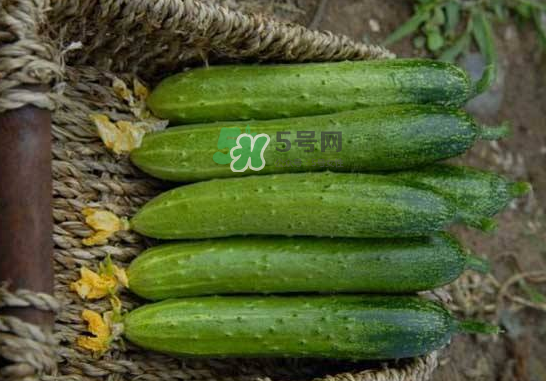 立秋可以種黃瓜嗎？立秋后能種黃瓜嗎？