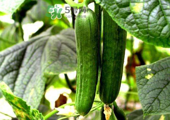 立秋可以種黃瓜嗎？立秋后能種黃瓜嗎？