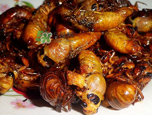 知了龜能吃嗎_知了龜有毒嗎_知了龜?shù)臓I(yíng)養(yǎng)價(jià)值 知了龜能吃嗎_知了龜有毒嗎_知了龜?shù)臓I(yíng)養(yǎng)價(jià)值