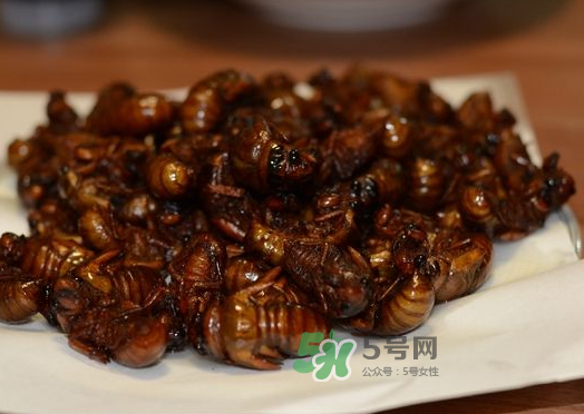 知了龜能吃嗎_知了龜有毒嗎_知了龜?shù)臓I(yíng)養(yǎng)價(jià)值 知了龜能吃嗎_知了龜有毒嗎_知了龜?shù)臓I(yíng)養(yǎng)價(jià)值