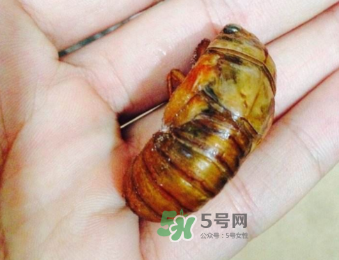 知了猴可以煮著吃嗎？知了猴怎么煮？