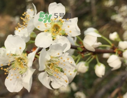 月經(jīng)期間可以吃奈李嗎？來月經(jīng)可以吃奈李嗎