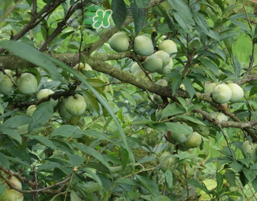 月經(jīng)期間可以吃奈李嗎？來月經(jīng)可以吃奈李嗎