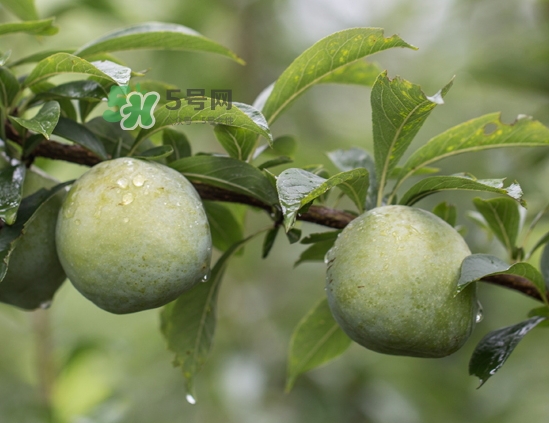 寶寶可以吃奈李嗎？寶寶多大可以吃奈李