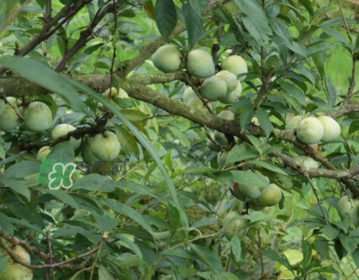 寶寶可以吃奈李嗎？寶寶多大可以吃奈李