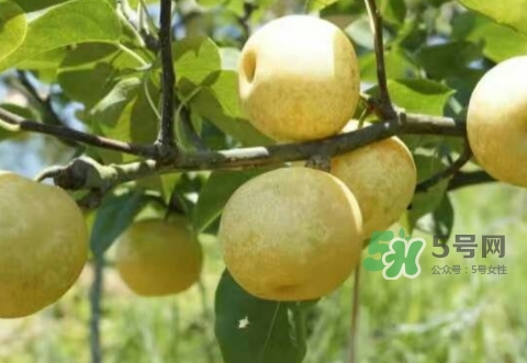 奈李怎么吃？奈李的食用方法