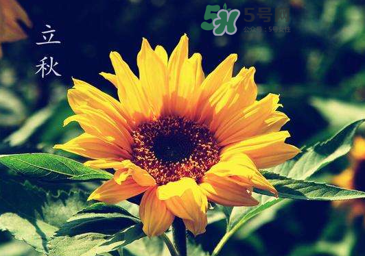 立秋為什么在處暑前？為什么立秋早過處暑？