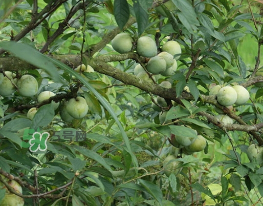 奈李怎么挑？奈李怎么挑選
