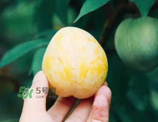 奈李怎么挑？奈李怎么挑選