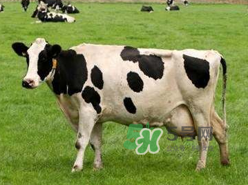 牛初乳咀嚼片為什么會拉肚子？牛初乳咀嚼片吃了拉肚子正常嗎？