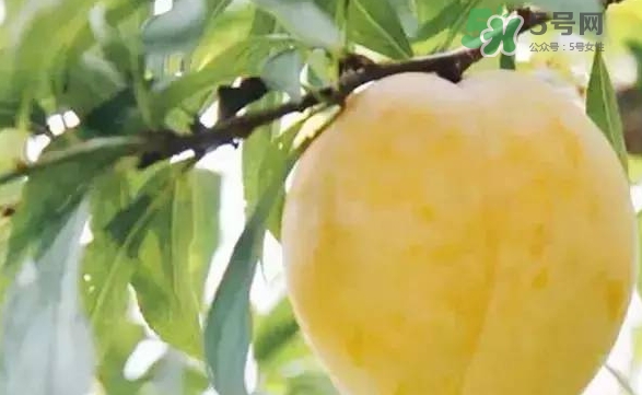 黃金奈李多少錢一斤？黃金奈李價格