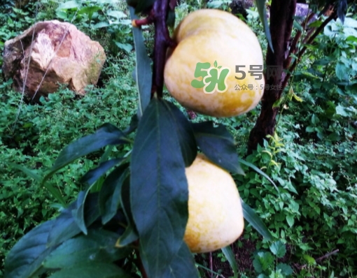 黃金奈李多少錢一斤？黃金奈李價格