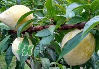 黃金奈李多少錢一斤？黃金奈李價格