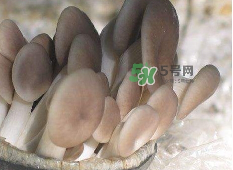 秀珍菇一畝地能種植多少包？秀珍菇如何出菇管理