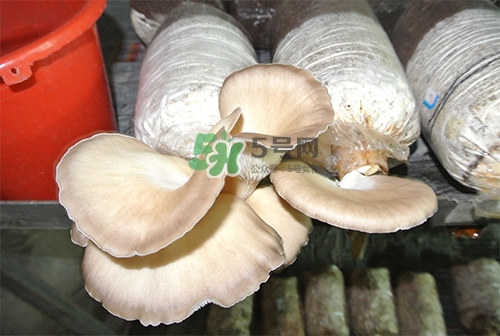 秀珍菇一畝地能種植多少包？秀珍菇如何出菇管理