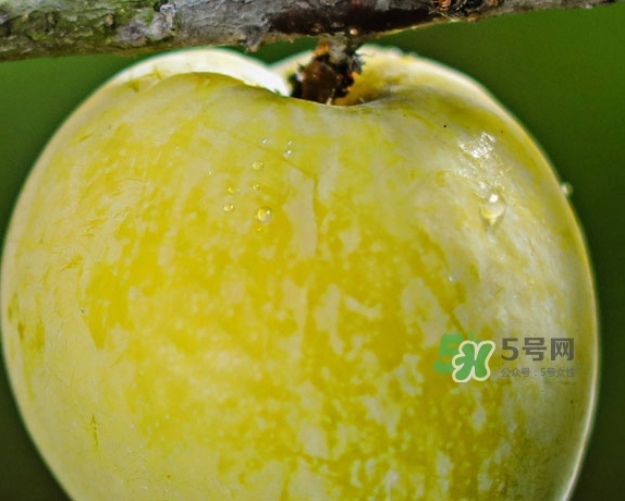 黃金奈李什么時(shí)候成熟？黃金奈李孕婦可以吃嗎