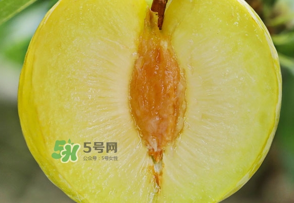 黃金奈李什么時(shí)候成熟？黃金奈李孕婦可以吃嗎