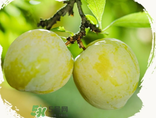 黃金奈李什么時(shí)候成熟？黃金奈李孕婦可以吃嗎