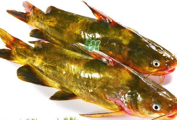 黃刺魚死了能吃嗎？黃刺魚不能與什么同食