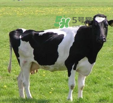 牛初乳哪種比較好？牛初乳哪個品牌的好？