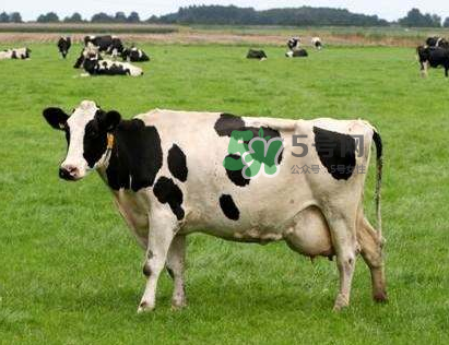 牛初乳哪種比較好？牛初乳哪個品牌的好？