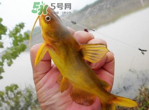 黃刺魚多少錢一斤？野生黃刺魚多少錢一斤