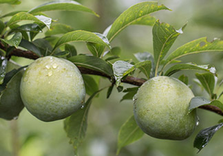 寶寶可以吃奈李嗎？寶寶多大可以吃奈李