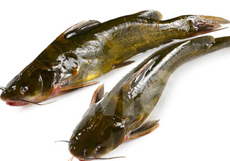 黃刺魚什么天氣好釣？黃刺魚釣魚最佳時(shí)間