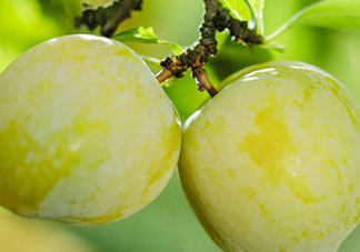 黃金奈李多少錢一斤？黃金奈李價(jià)格