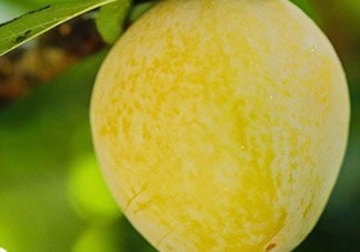 黃金奈李什么時(shí)候成熟？黃金奈李孕婦可以吃嗎