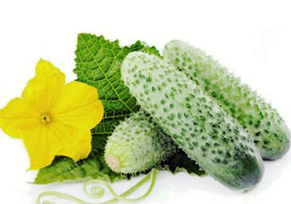 立秋可以種黃瓜嗎？立秋后能種黃瓜嗎？