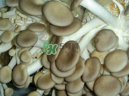 哪些人不能吃秀珍菇？秀珍菇不能和什么同吃？