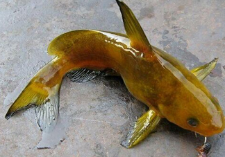 黃刺魚多少錢一斤？野生黃刺魚多少錢一斤