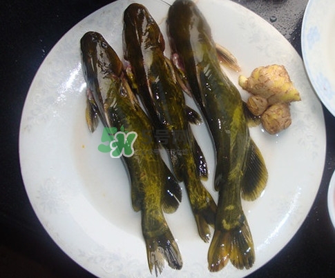 黃刺魚是發(fā)物嗎？黃刺魚是黃辣丁嗎