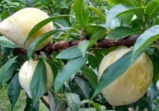 奈李可以放冰箱嗎？奈李怎么保存