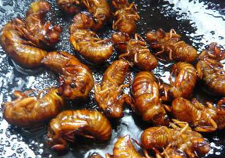 知了猴可以煮著吃嗎？知了猴怎么煮？