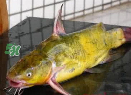 黃刺魚(yú)什么天氣好釣？黃刺魚(yú)釣魚(yú)最佳時(shí)間