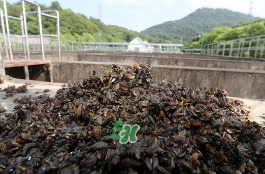 海瓜子多少錢一斤？西湖撈起的海瓜子能吃嗎