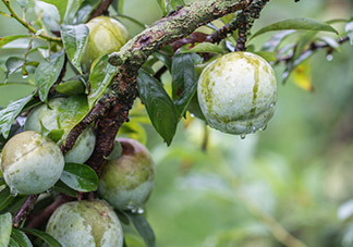 奈李怎么挑？奈李怎么挑選