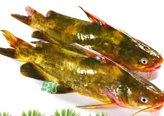 黃蜂魚怎么煮好吃？黃蜂魚燉湯孕婦可以喝嗎