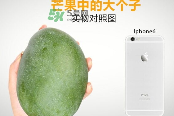 凱特芒果多少錢一斤？凱特芒果價格