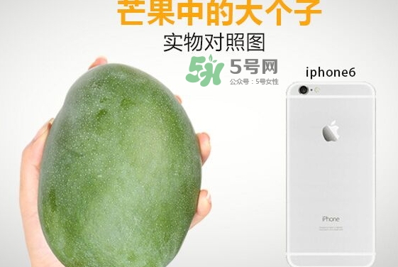 凱特芒果什么時候上市？凱特芒果上市時間