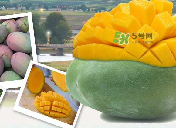 凱特芒果什么時候上市？凱特芒果上市時間